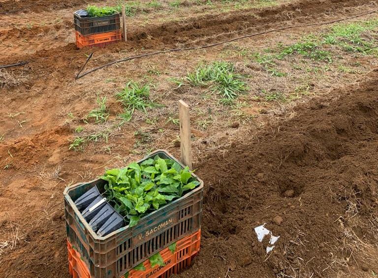 Projeto que avalia o desempenho de novas cultivares de café entra na