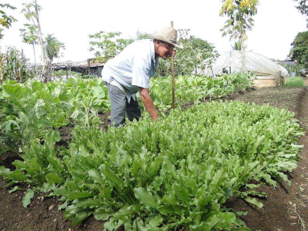 Cultivo orgânico de hortaliças será um dos temas abordados 