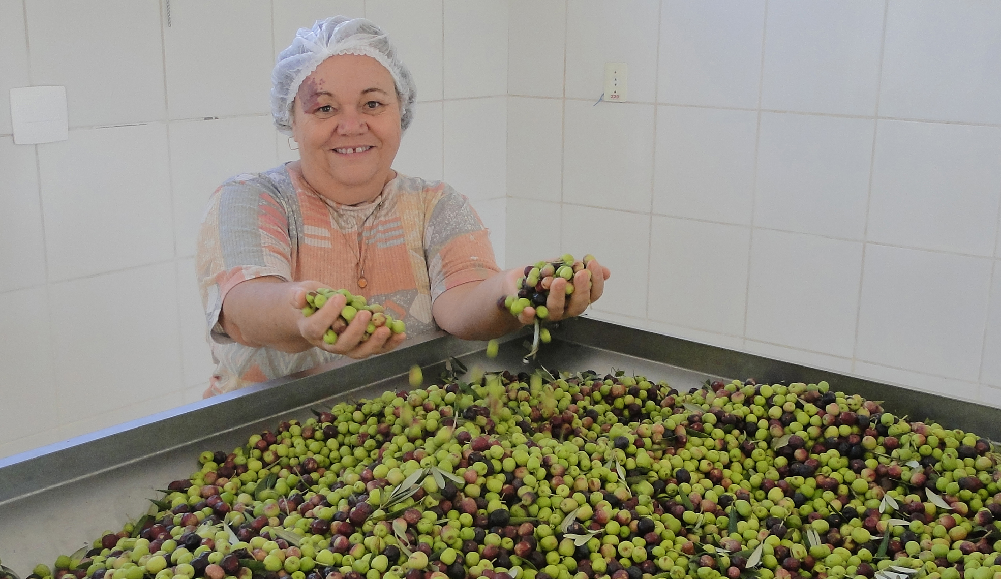 Olivicultora Zilda Maciel - produção de azeitona da Fazenda Paiol Velho - extração 2016. Foto: Pedro Moura - EPAMIG