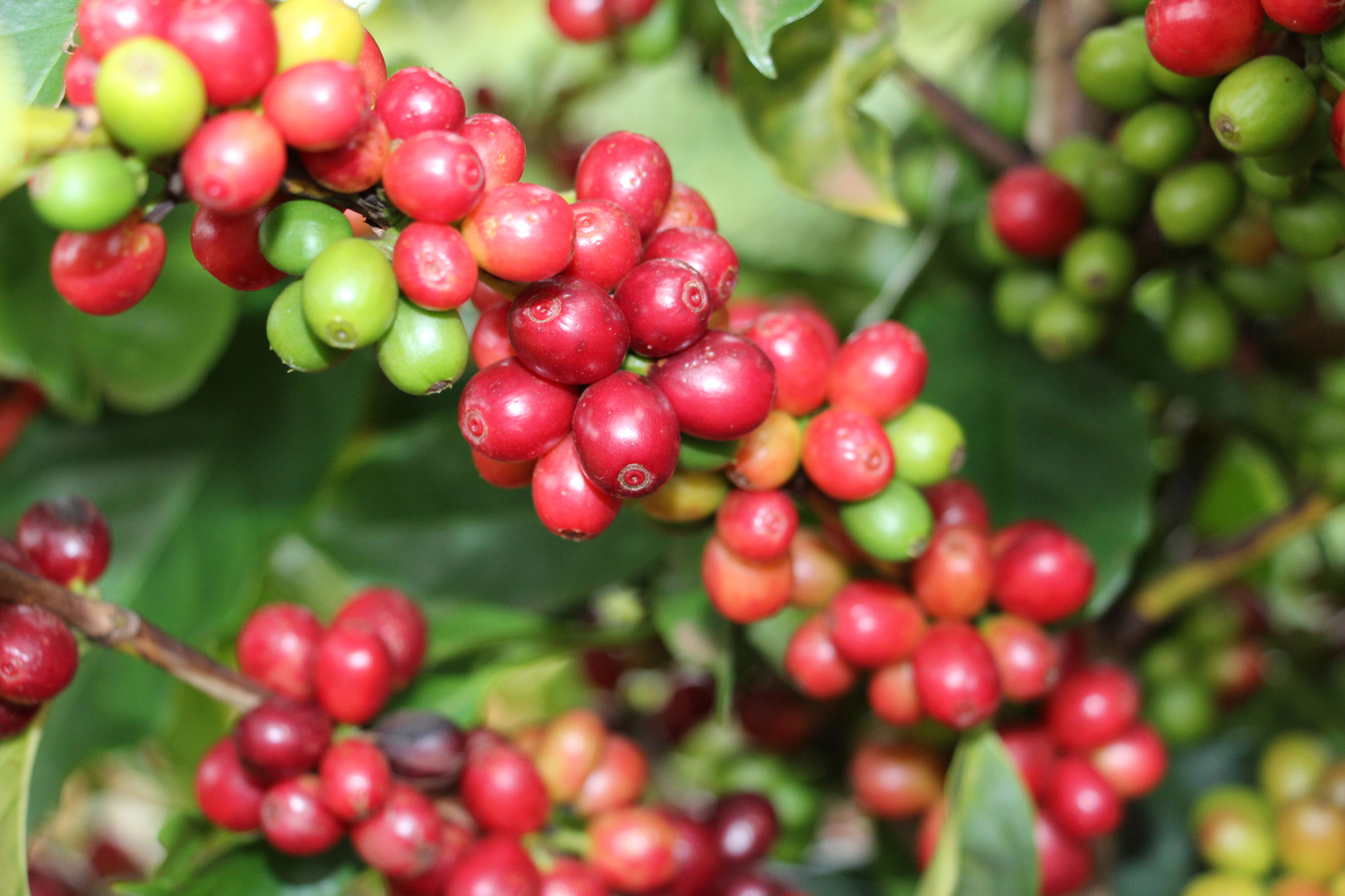 8152 - Cultivar de café Catiguá 3 - pesquisa mineira desenvolveu mais de 15 variedades de café para o clima e solo de Minas Gerais - Foto Samantha Mapa
