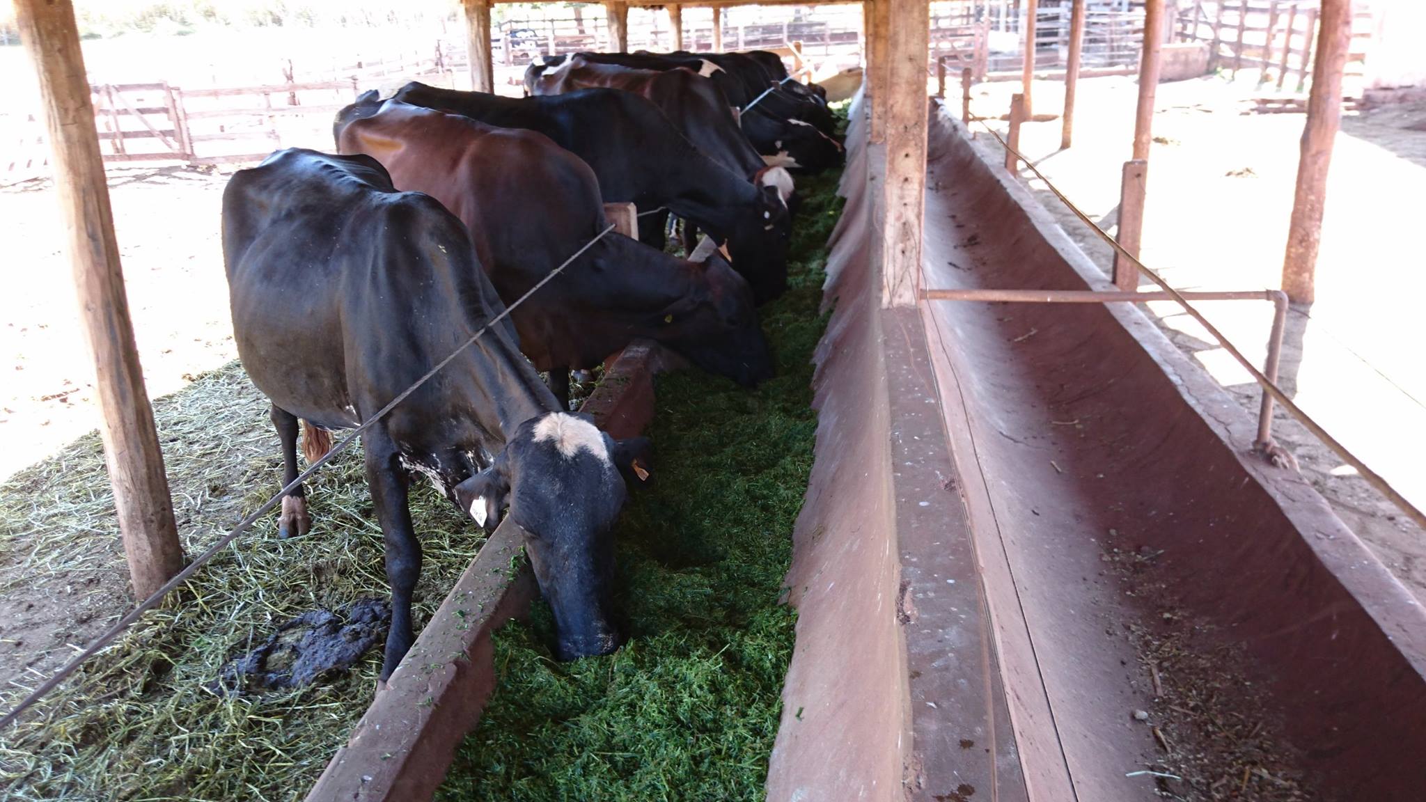 Campo Experimental de Sertãozinho introduziu aveia na alimentação de vacas buscando aumento da produtividade de leite