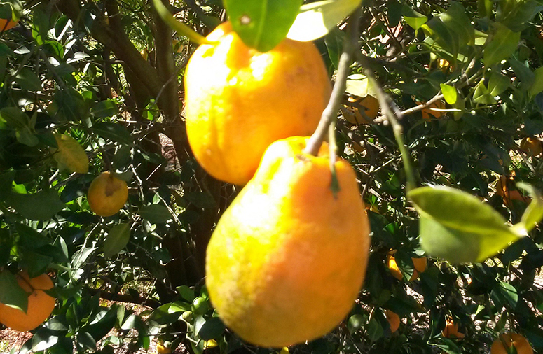Tangerina ponkan fruto afetado pelo greening blog