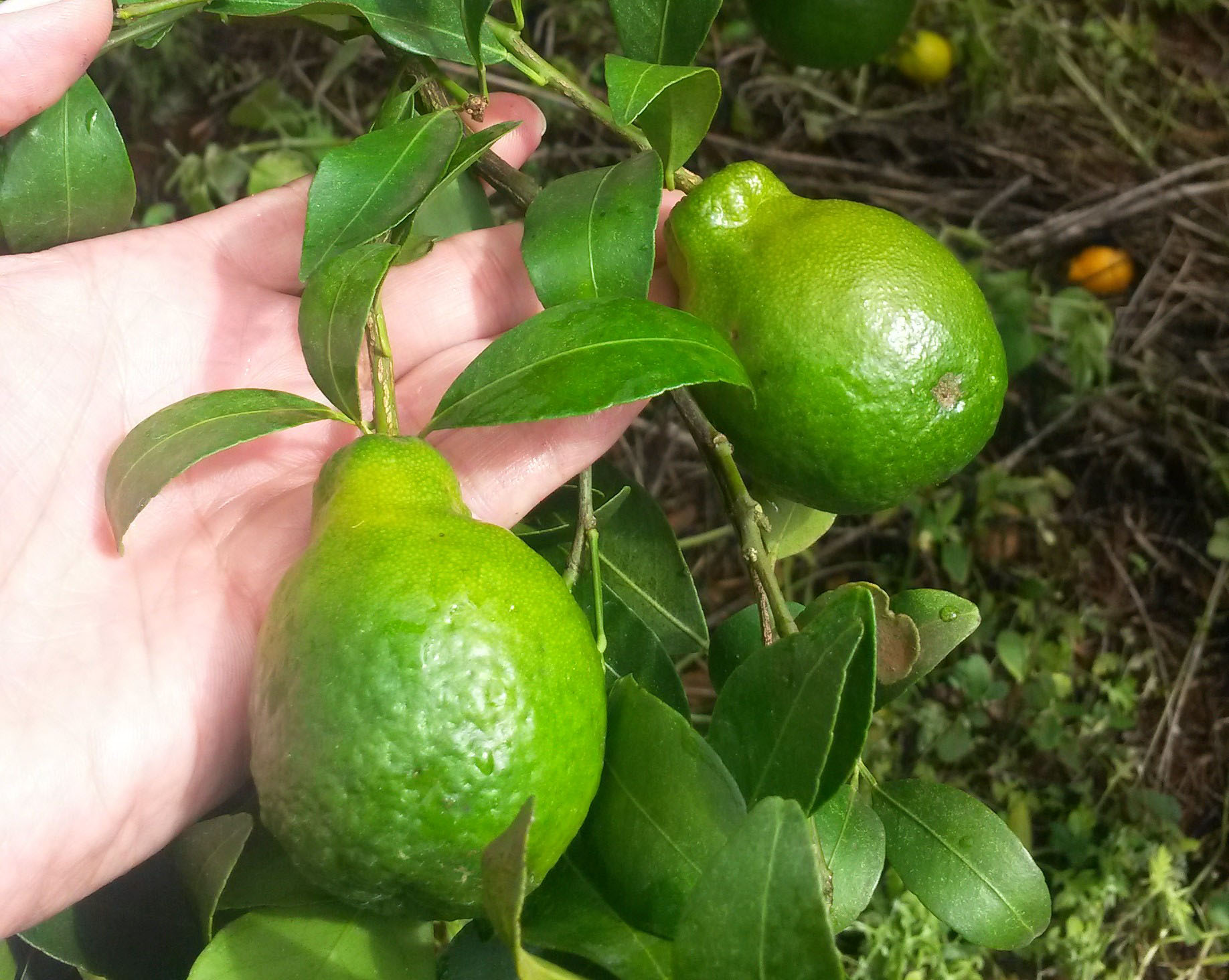 fruto-afetado-pelo-greening