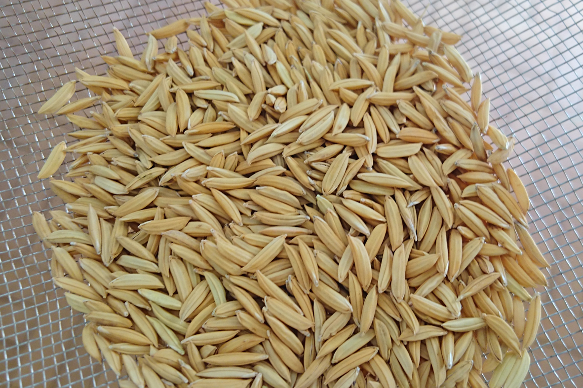 dsc_0287-arroz-biofortificado
