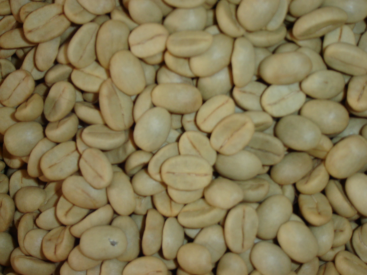 as-sementes-de-cafe-ofertadas-possuem-alta-qualidade-fisiologica
