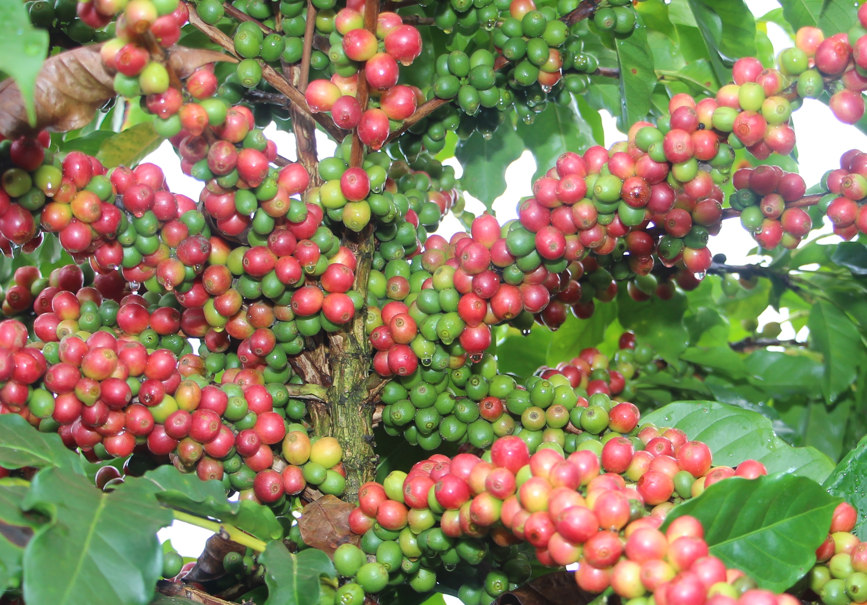 IMG_6460- Araponga 2 - apresentada no encontro para cafeicultura do cerrado