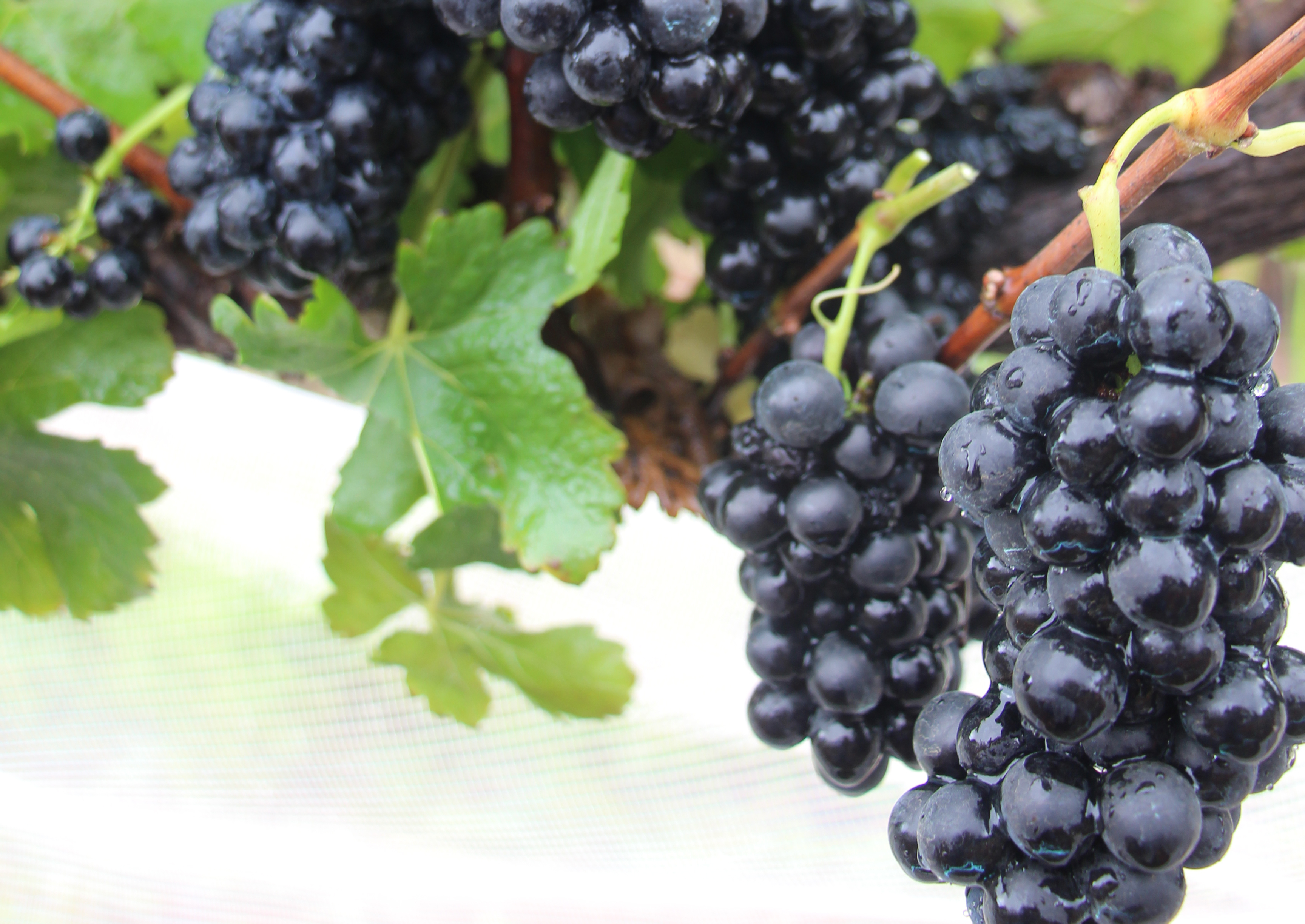 1º Frutisul vai abordar potencial do Sul de Minas Gerais para a produção de vinhos finos de qualidade