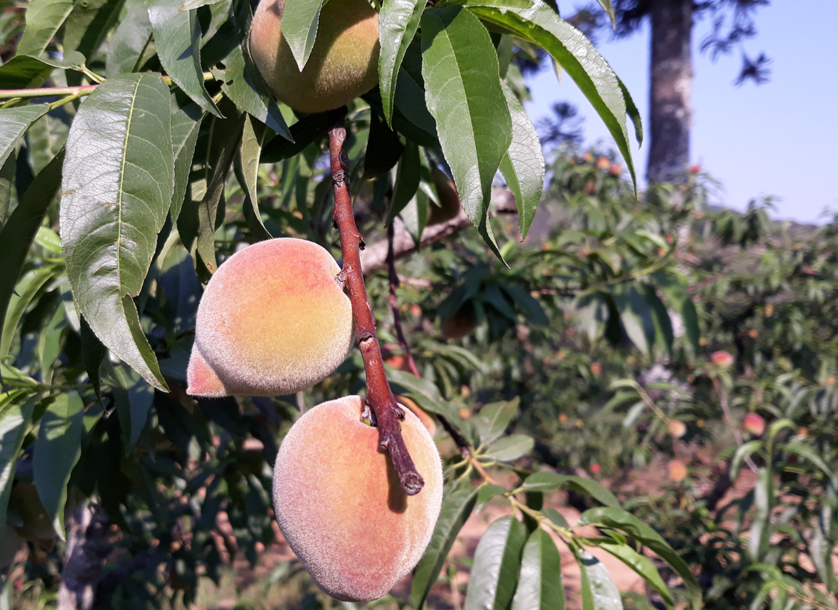 Pêssego é uma fruta típica de regiões de clima temperado - Foto Pedro Moura