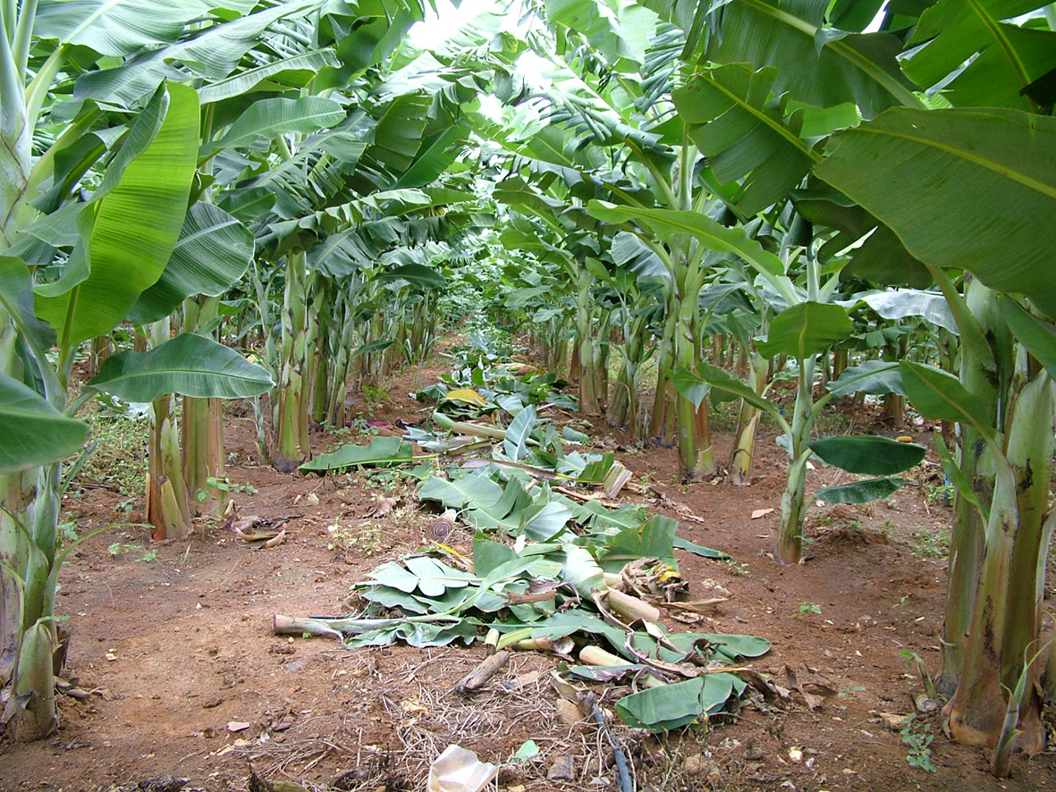 A EPAMIG implantou no fim da década de 1970 uma coleção de variedades de bananeiras para pesquisas na região Norte de Minas