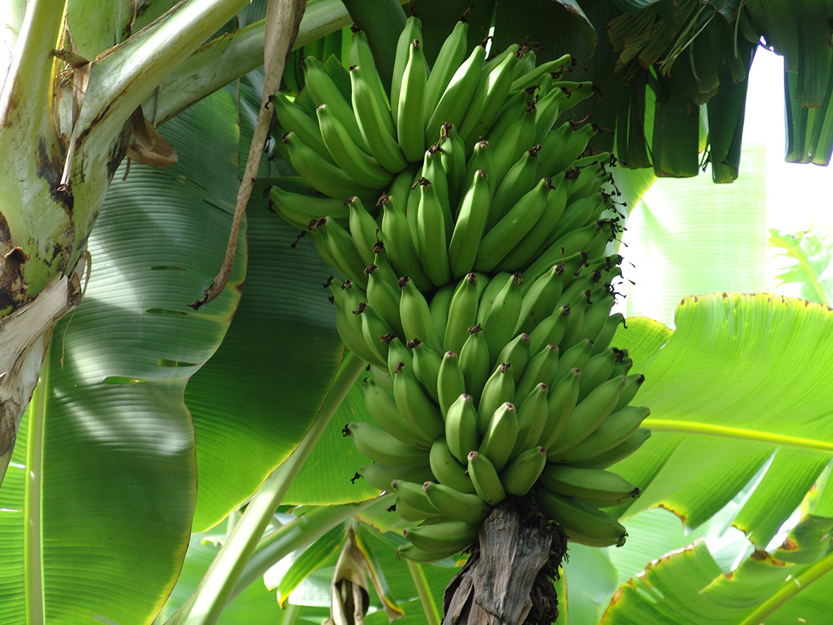 As pesquisas em bananicultura Minas geraram ganhos nas práticas de manejo da planta e do cacho e cuidados pós-colheita