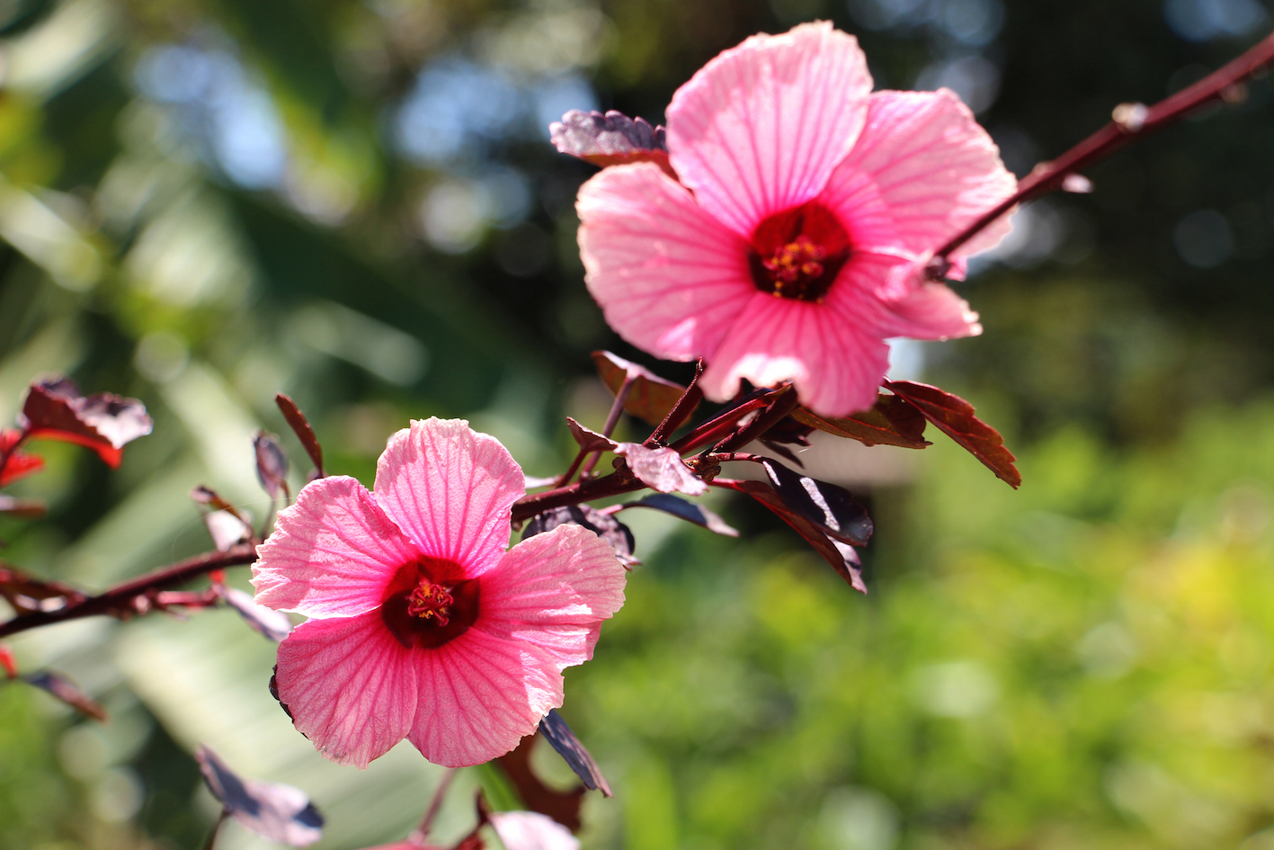 Flor de hibisco. Foto Erasmo Pereira