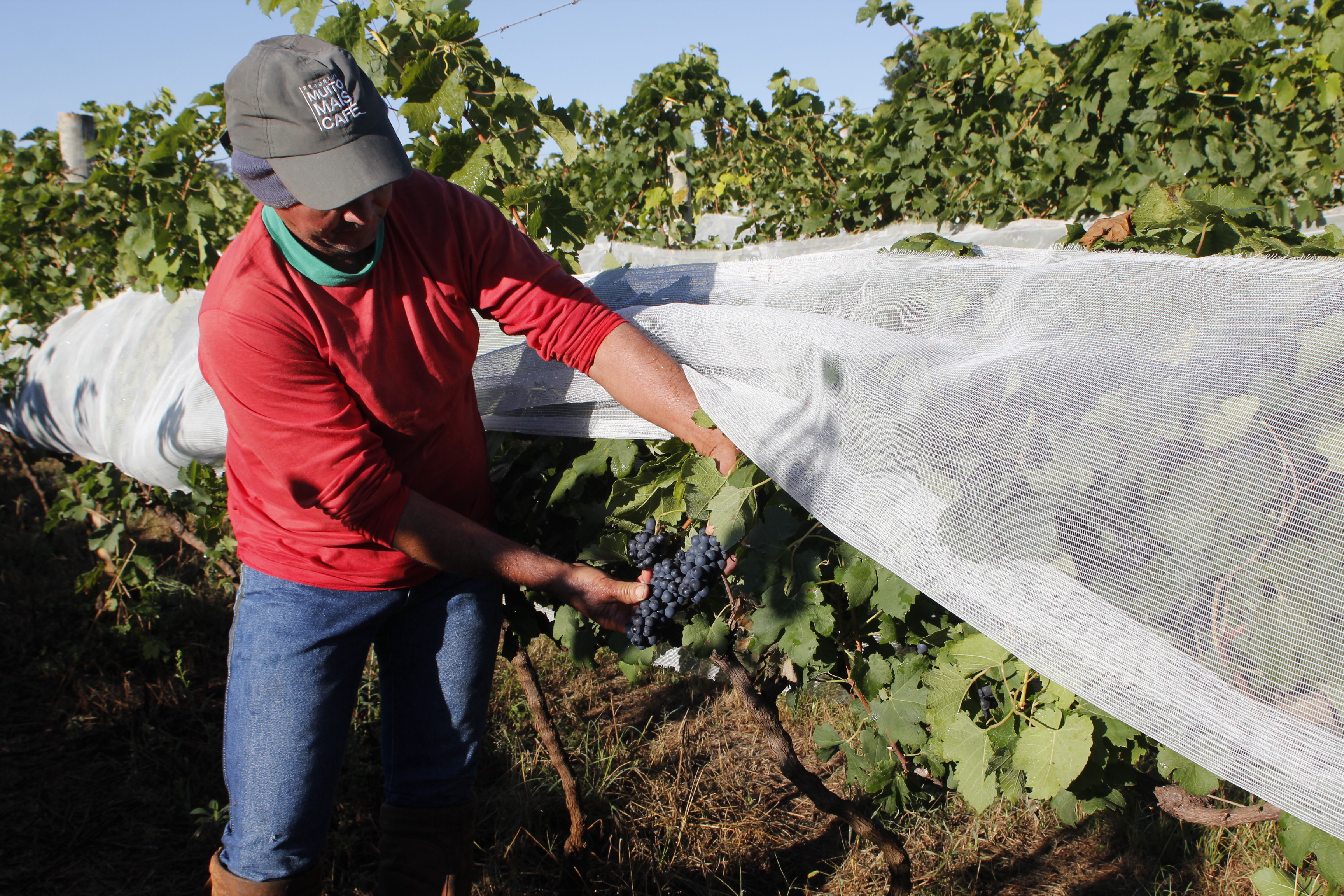 _MG_7278 - cultivo de uva para produção de vinhos finos - Foto Samantha Mapa